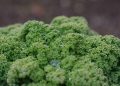 Fresh curly kale leaves with morning dew droplets.