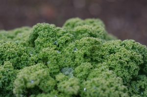 Fresh curly kale leaves with morning dew droplets.