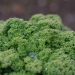 Fresh curly kale leaves with morning dew droplets.