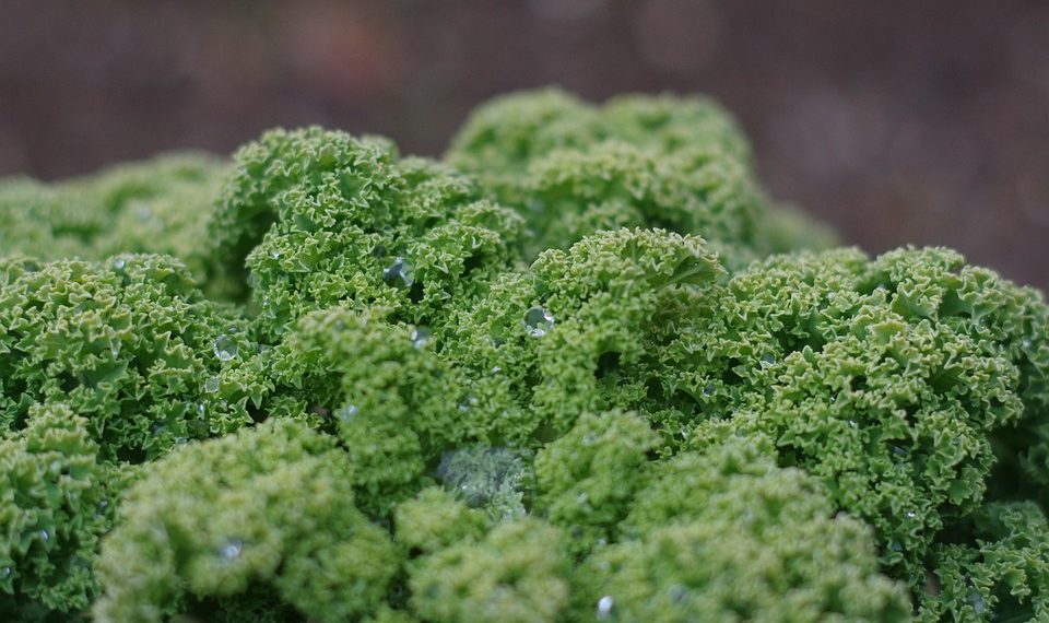 Fresh curly kale leaves with morning dew droplets.