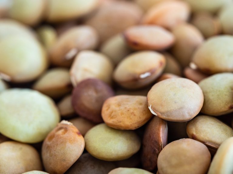 Lentils in close-up focus showing texture and color variations.