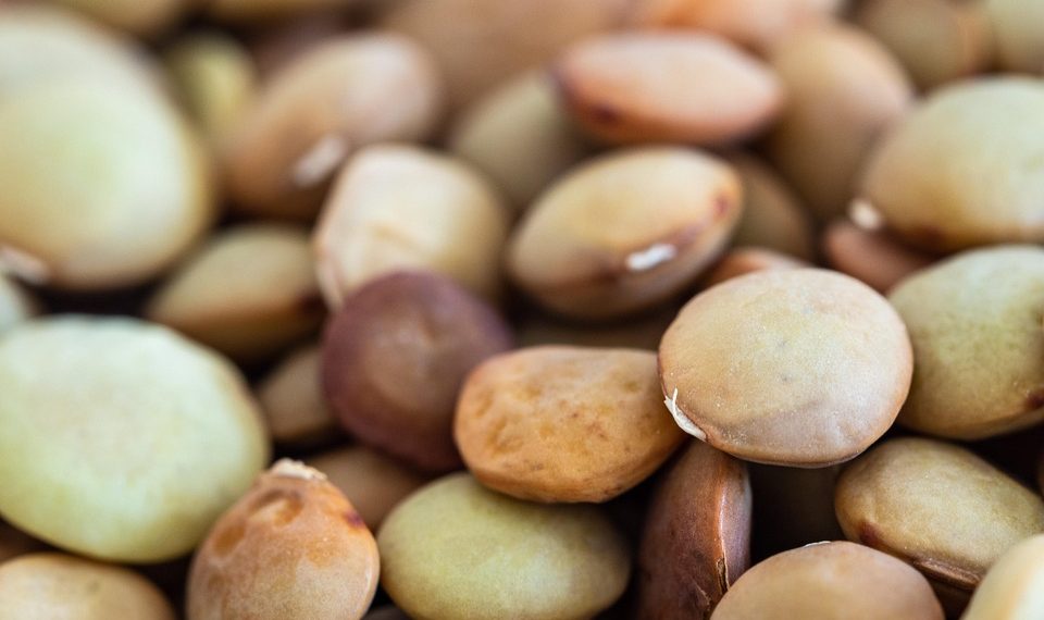 Lentils in close-up focus showing texture and color variations.