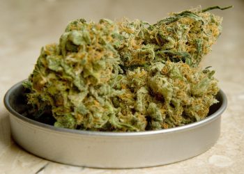 Cannabis buds displayed in a metal tin container.