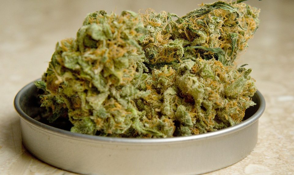 Cannabis buds displayed in a metal tin container.