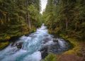 Rushing forest river surrounded by lush green trees.