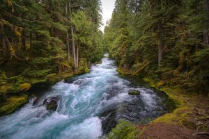 Rushing forest river surrounded by lush green trees.