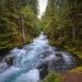 Rushing forest river surrounded by lush green trees.