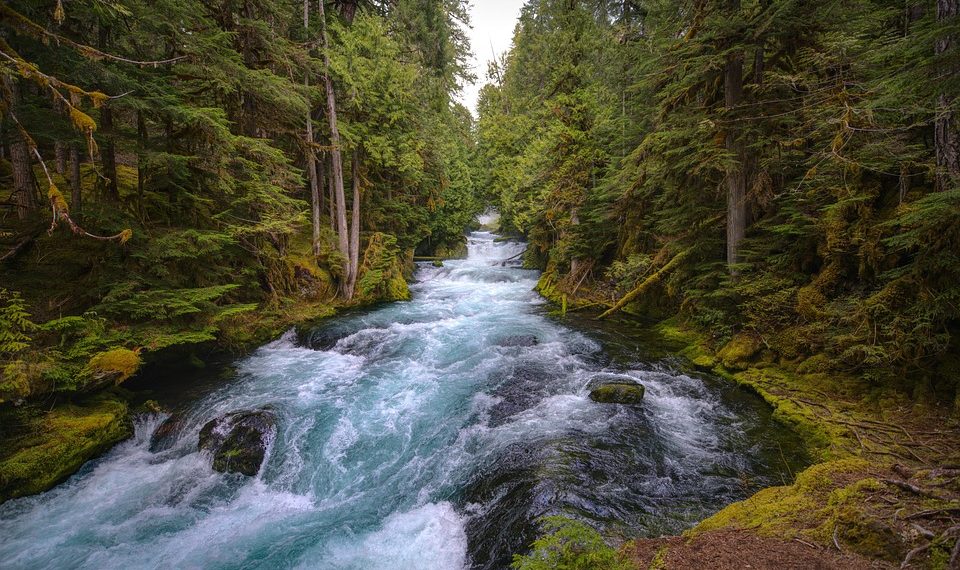 Rushing forest river surrounded by lush green trees.