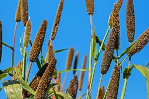 Millet stalks reaching towards a bright blue sky.