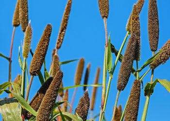Millet stalks reaching towards a bright blue sky.