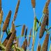 Millet stalks reaching towards a bright blue sky.
