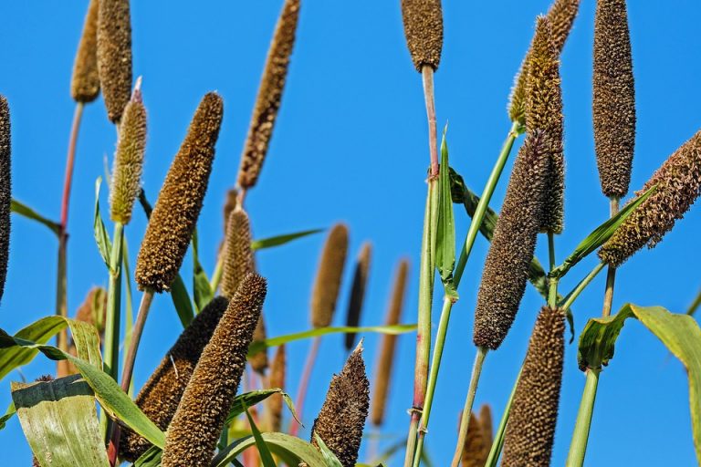 Millet stalks reaching towards a bright blue sky.