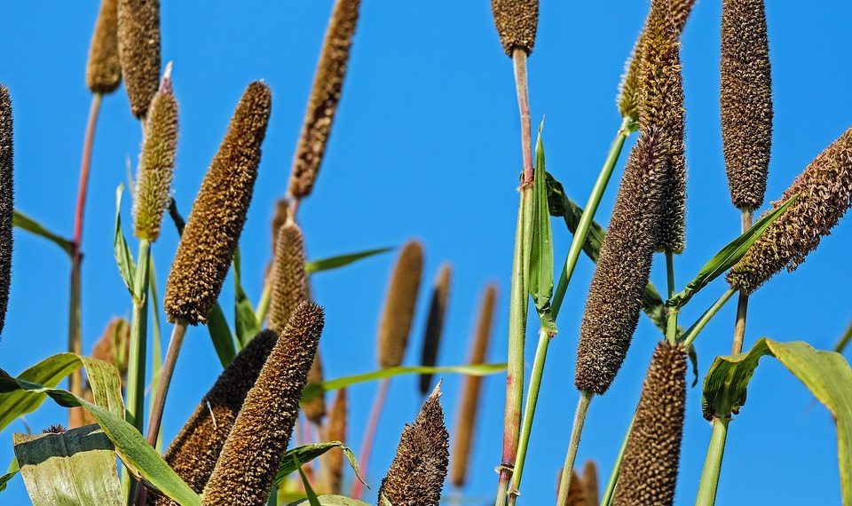 Millet stalks reaching towards a bright blue sky.