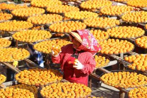 Lady with red scarf inspecting trays of drying persimmons.