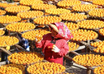 Lady with red scarf inspecting trays of drying persimmons.
