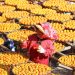 Lady with red scarf inspecting trays of drying persimmons.