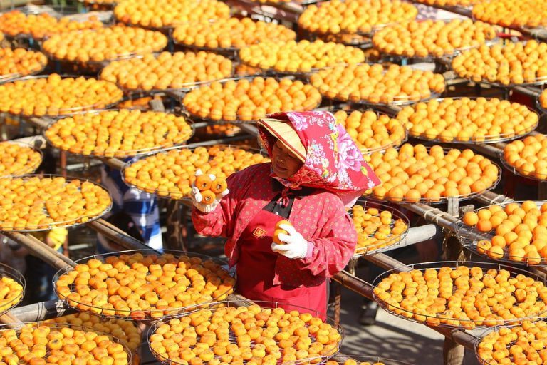 Lady with red scarf inspecting trays of drying persimmons.