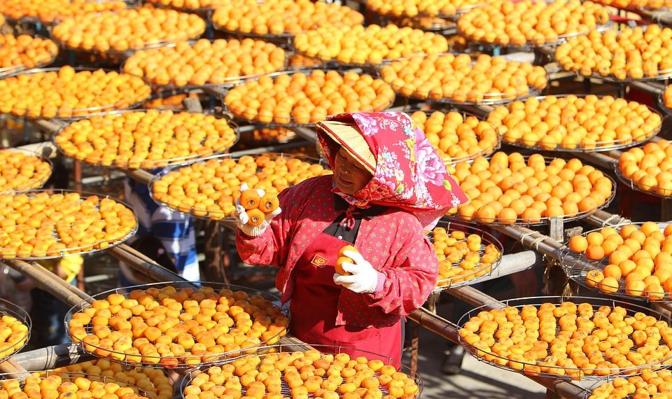 Lady with red scarf inspecting trays of drying persimmons.