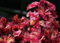 Vibrant red and yellow leaves of a coleus plant in a garden.