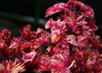 Vibrant red and yellow leaves of a coleus plant in a garden.