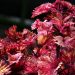 Vibrant red and yellow leaves of a coleus plant in a garden.
