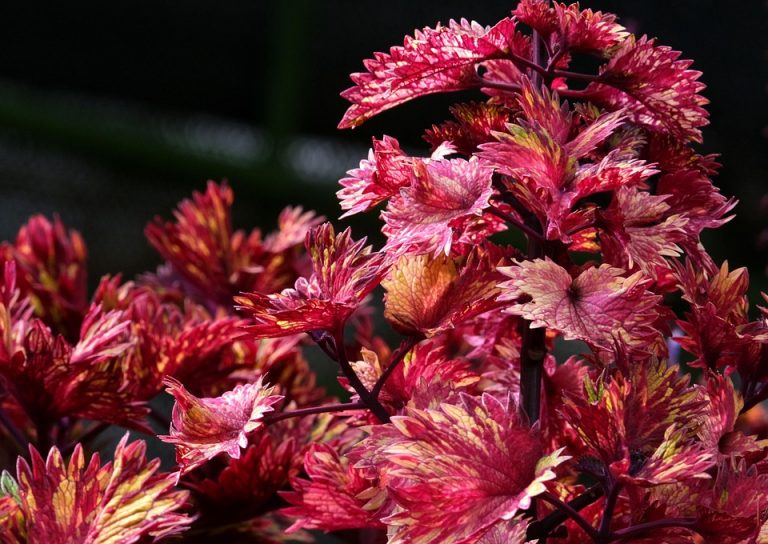 Vibrant red and yellow leaves of a coleus plant in a garden.