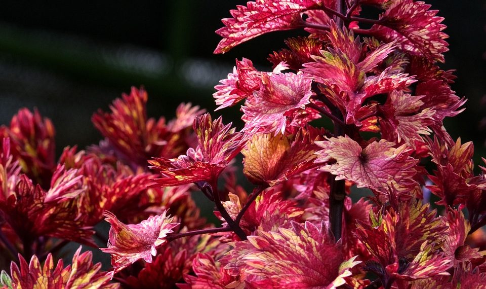 Vibrant red and yellow leaves of a coleus plant in a garden.