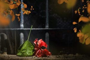 Red hibiscus flower and leaf fallen near an iron fence.