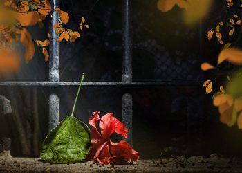 Red hibiscus flower and leaf fallen near an iron fence.