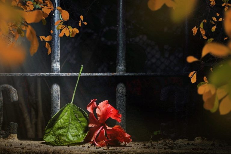Red hibiscus flower and leaf fallen near an iron fence.