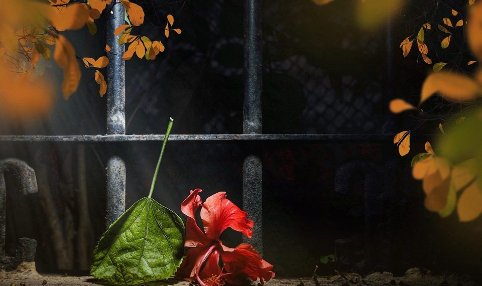 Red hibiscus flower and leaf fallen near an iron fence.
