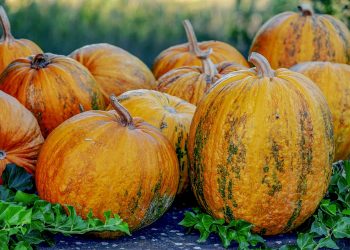 Pumpkins clustered on a vine in a garden.