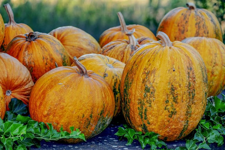 Pumpkins clustered on a vine in a garden.