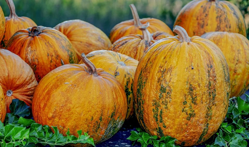 Pumpkins clustered on a vine in a garden.
