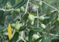 Green olives growing on a leafy tree branch in a sunny orchard.