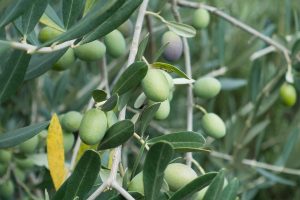Green olives growing on a leafy tree branch in a sunny orchard.