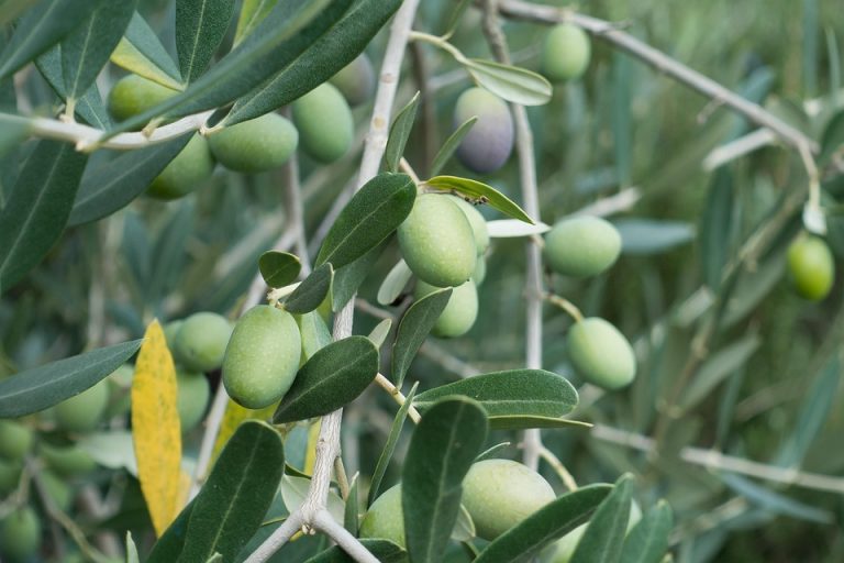 Green olives growing on a leafy tree branch in a sunny orchard.