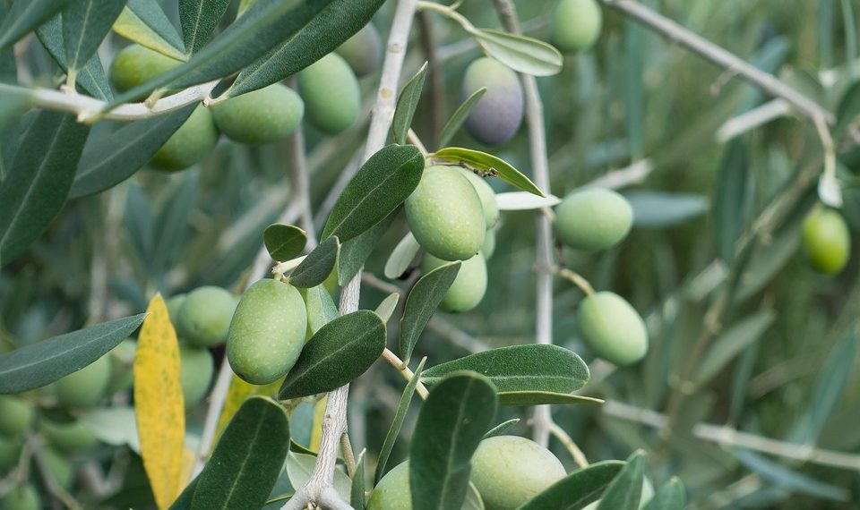 Green olives growing on a leafy tree branch in a sunny orchard.