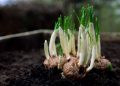 Sprouting onion bulbs growing in rich soil.