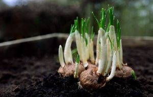Sprouting onion bulbs growing in rich soil.