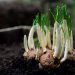 Sprouting onion bulbs growing in rich soil.