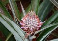 Pineapple plant with a vibrant flower blooming at its center.