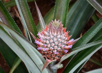 Pineapple plant with a vibrant flower blooming at its center.