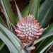 Pineapple plant with a vibrant flower blooming at its center.
