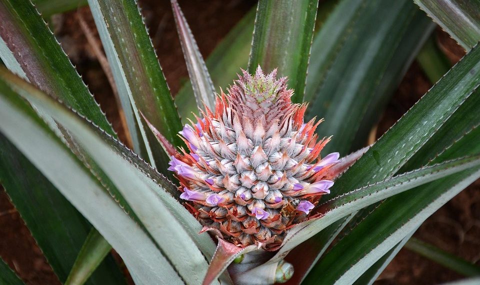 Pineapple plant with a vibrant flower blooming at its center.