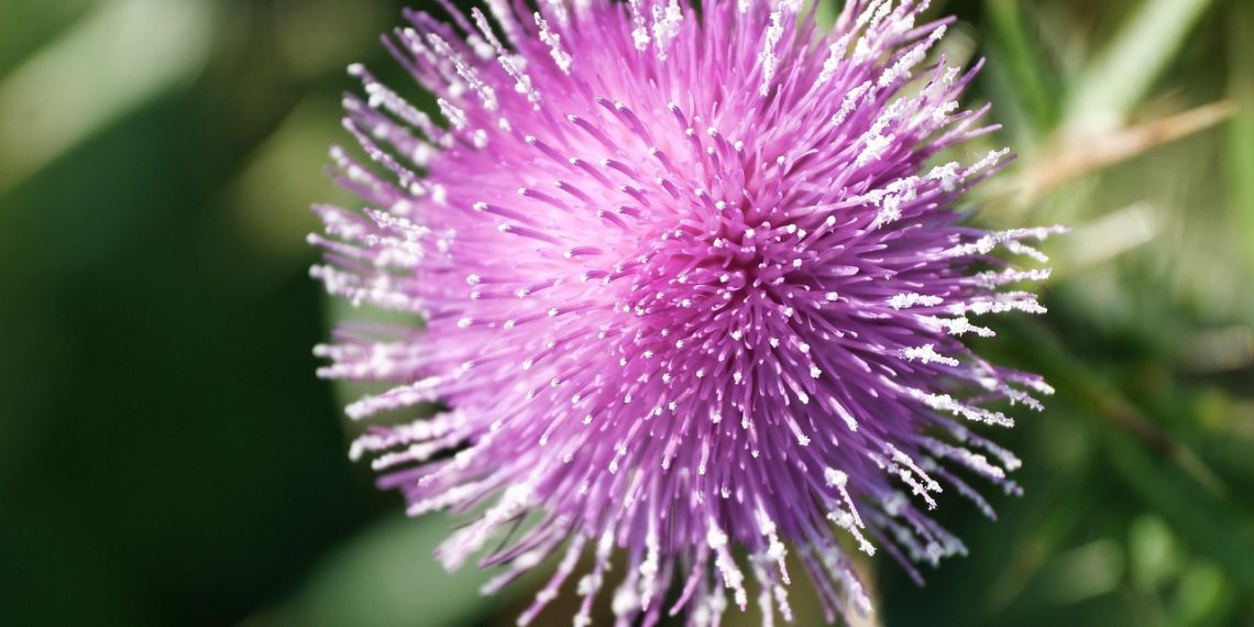 Purple thistle flower close-up with spiky petals.