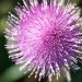 Purple thistle flower close-up with spiky petals.