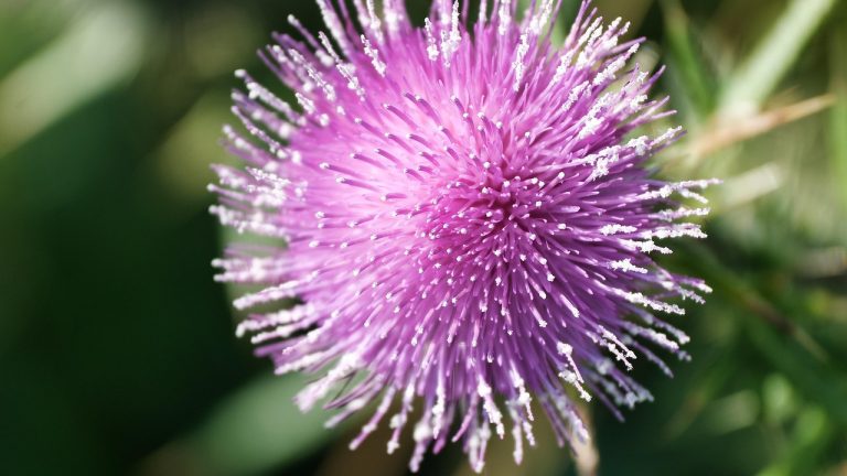 Purple thistle flower close-up with spiky petals.