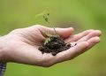 Hand holding a small seedling with soil, symbolizing growth and sustainability.