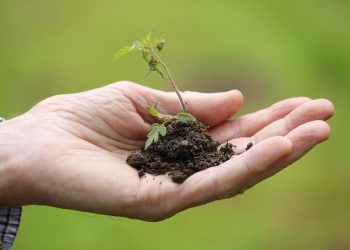 Hand holding a small seedling with soil, symbolizing growth and sustainability.